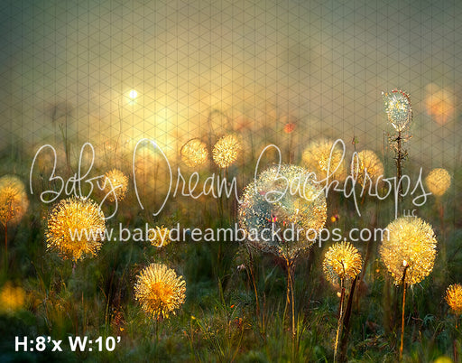 Dandelion Field (SM)