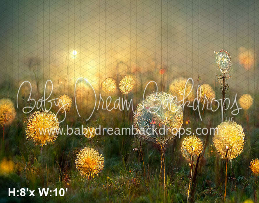 Dandelion Field (SM)