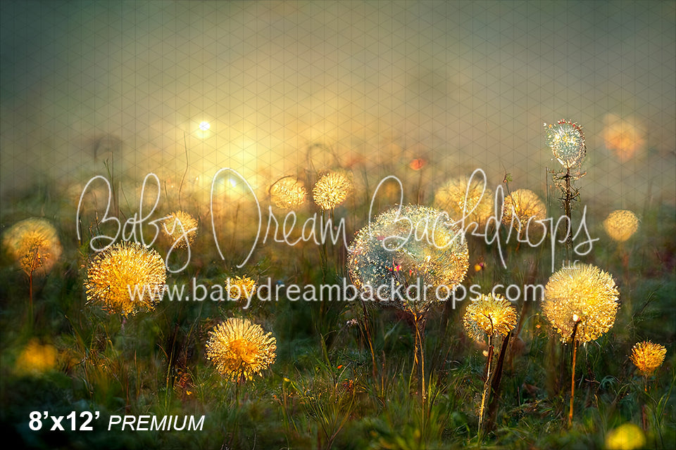 Dandelion Field (SM)