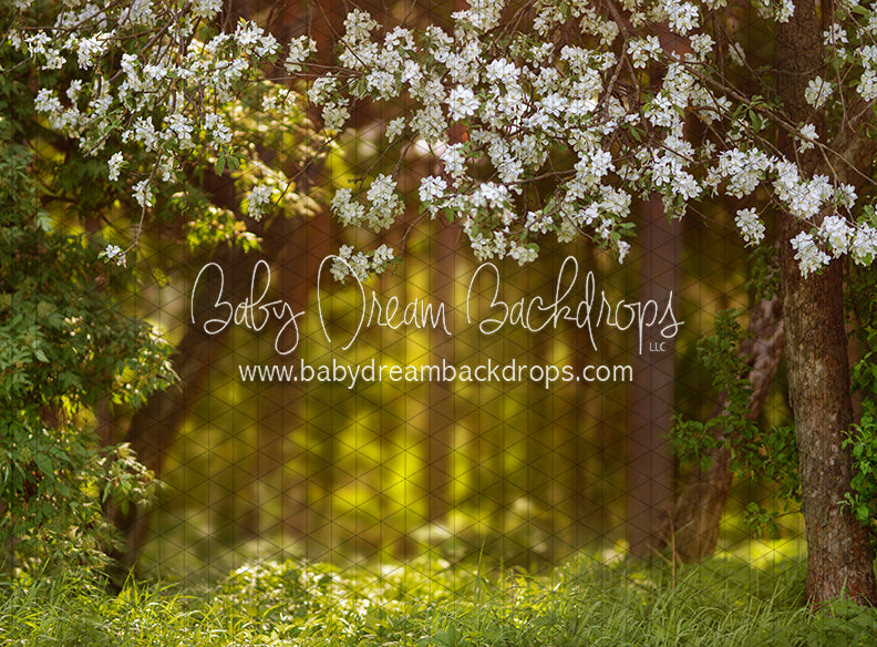 Dreamy Spring Path (CC)