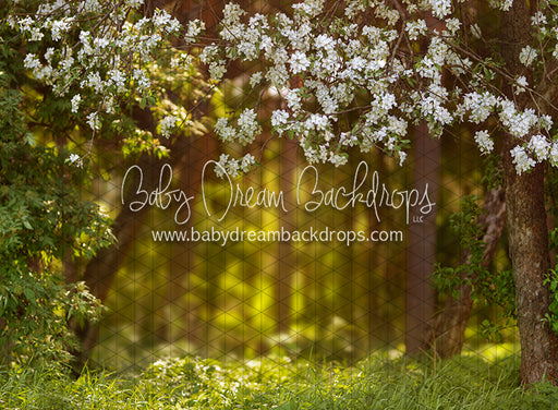 Dreamy Spring Path (CC)