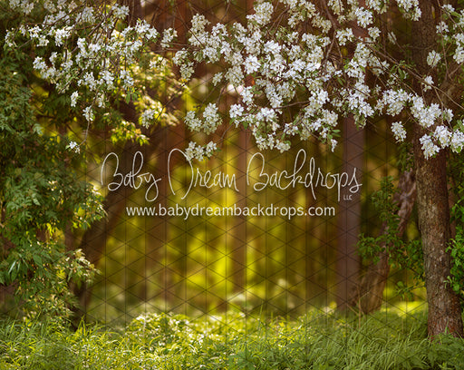 Dreamy Spring Path (CC)