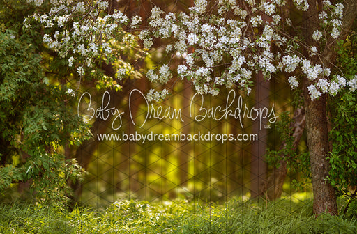 Dreamy Spring Path (CC)