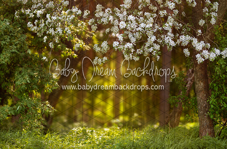 Dreamy Spring Path (CC)