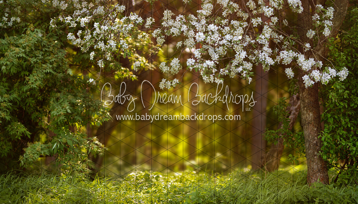 Dreamy Spring Path (CC)