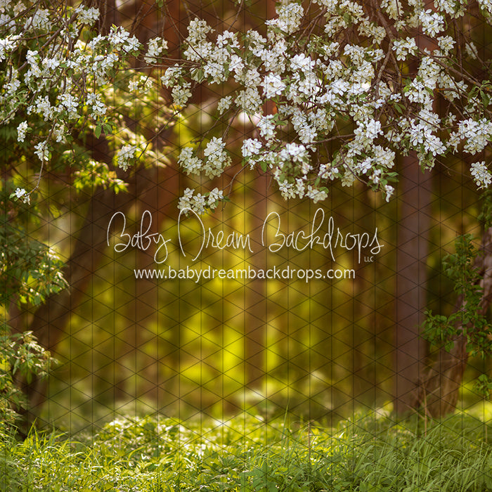 Dreamy Spring Path (CC)
