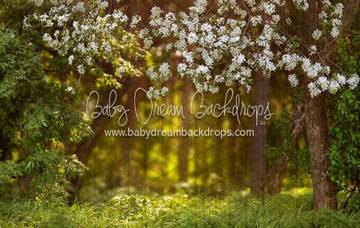 Dreamy Spring Path (CC)