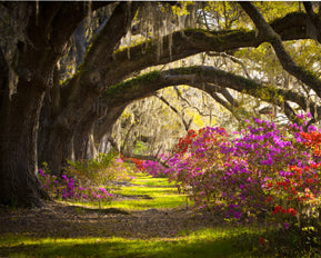 Enchanted beauty 60x80  