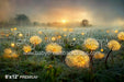 Enchanted Dandelions (SM)