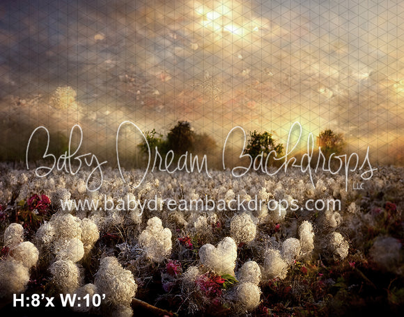 Enchanting Field of Cotton (SM)
