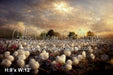 Enchanting Field of Cotton (SM)