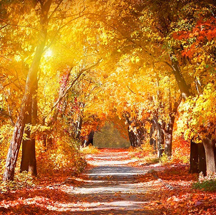 Fall Path - 8x8ft