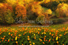 Fall Floral Field (CC)