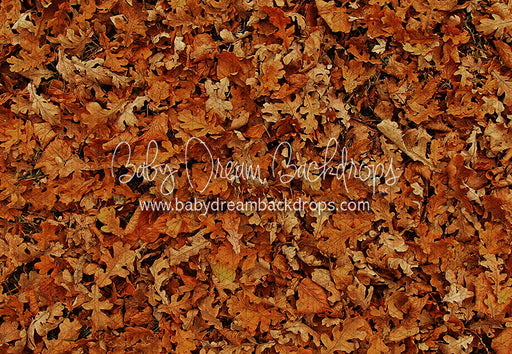 Fall Hike Leaves Floor (CC)