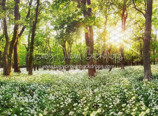 Field to Forest (CC)