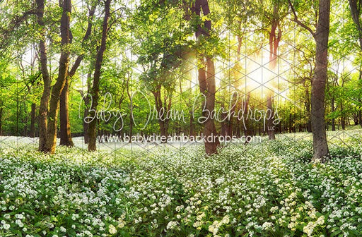 Field to Forest (CC)