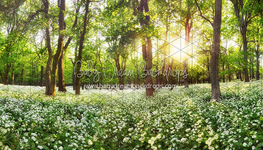 Field to Forest (CC)