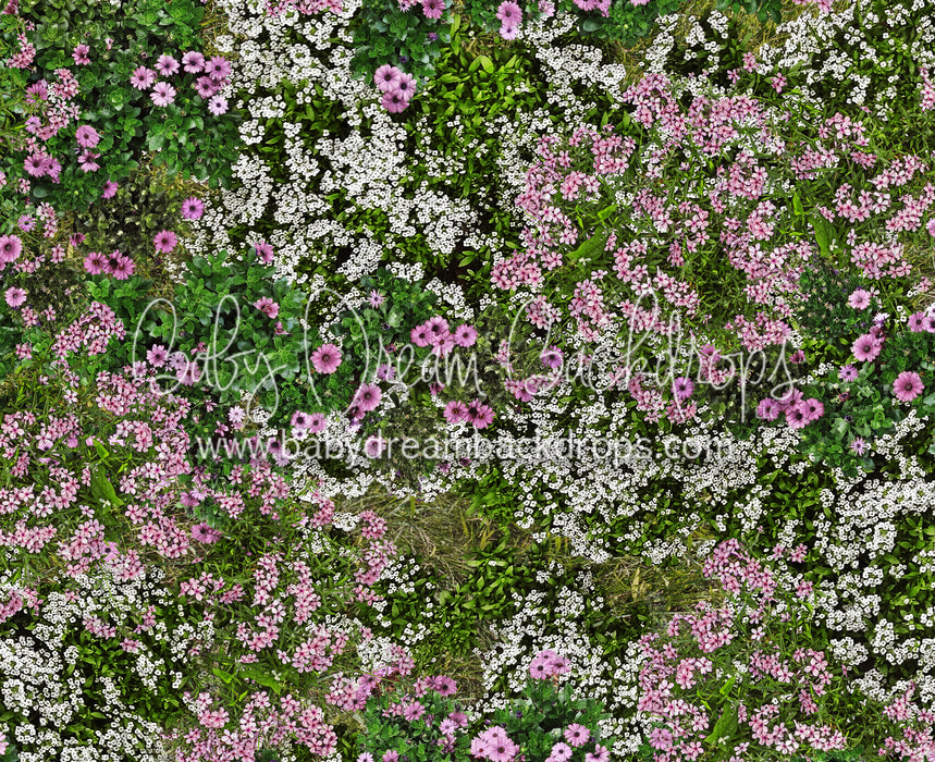 First Blooms of Spring Meadow (CC)