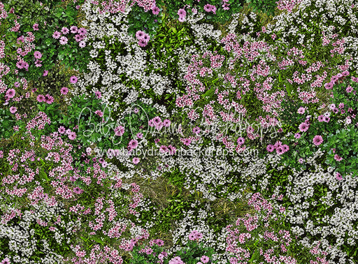 First Blooms of Spring Meadow (CC)