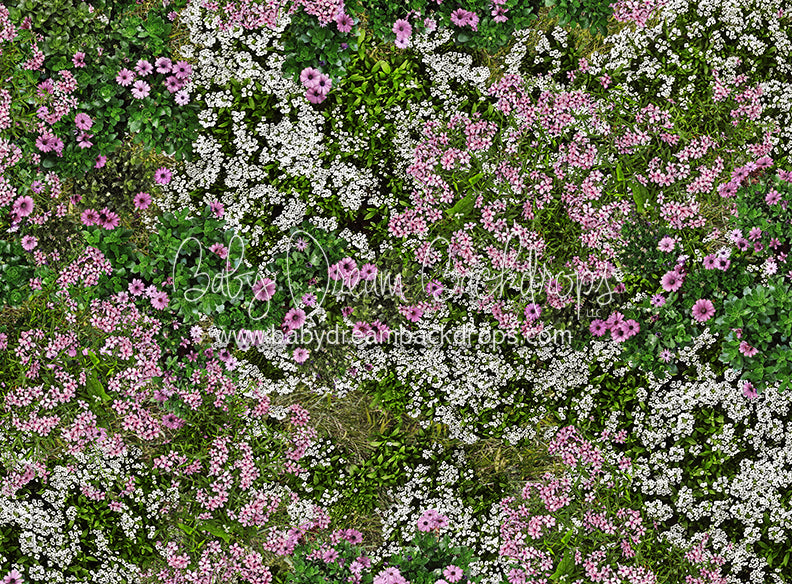 First Blooms of Spring Meadow (CC)