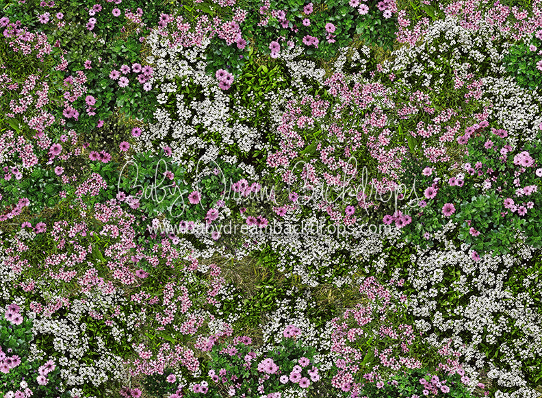 First Blooms of Spring Meadow (CC)