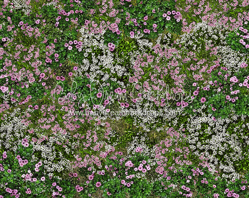 First Blooms of Spring Meadow (CC)