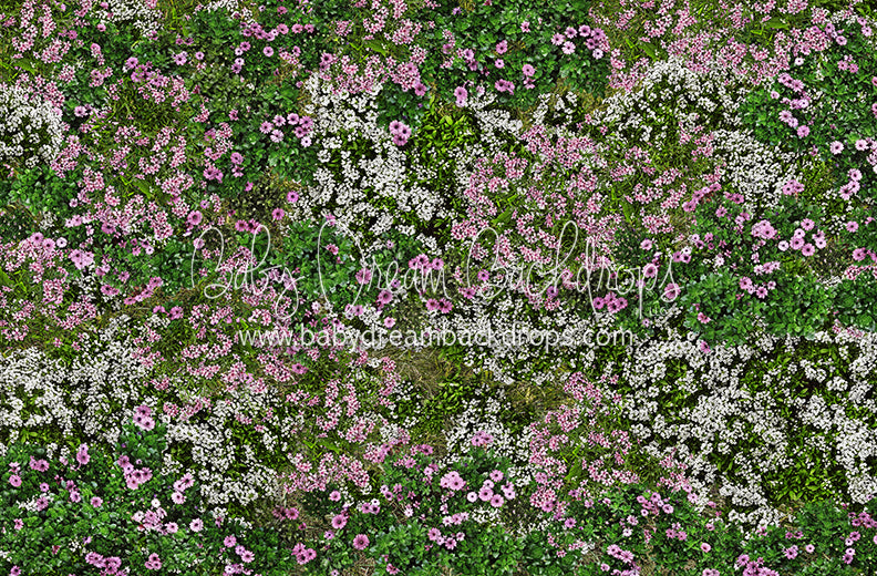 First Blooms of Spring Meadow (CC)