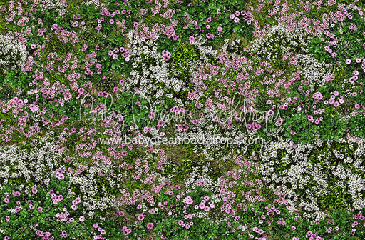 First Blooms of Spring Meadow Floor (CC)