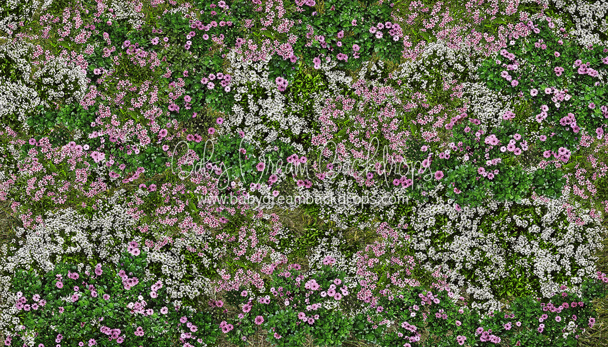 First Blooms of Spring Meadow (CC)