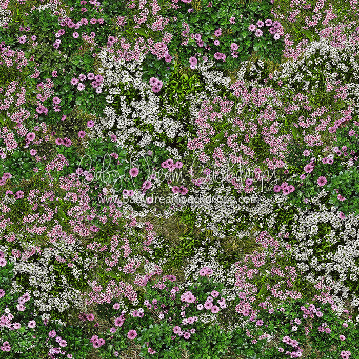 First Blooms of Spring Meadow (CC)