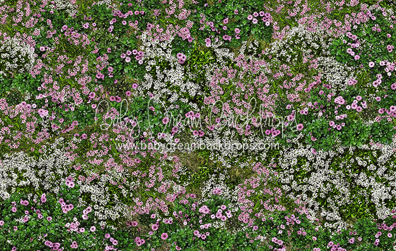 First Blooms of Spring Meadow (CC)