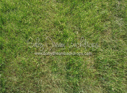 Fresh Bright Spring Grass