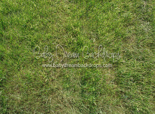 Fresh Bright Spring Grass