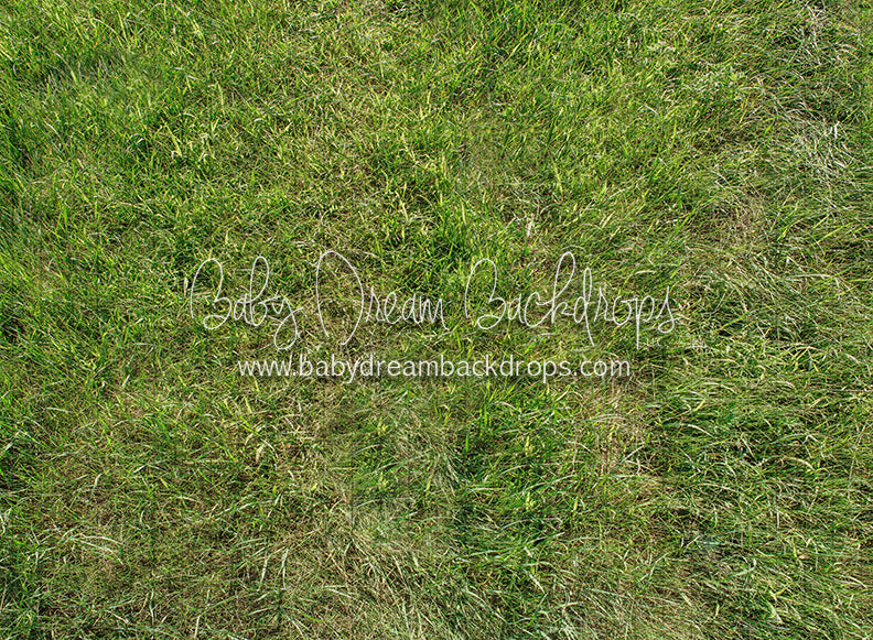 Fresh Bright Spring Grass