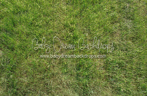 Fresh Bright Spring Grass