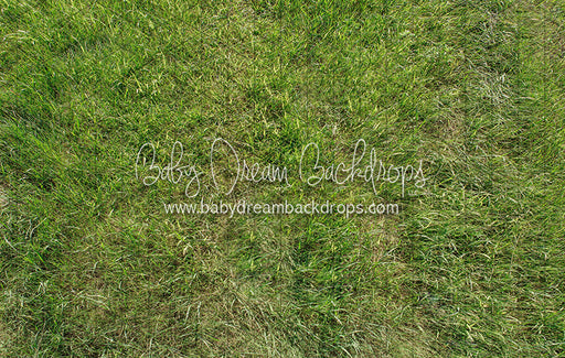 Fresh Bright Spring Grass