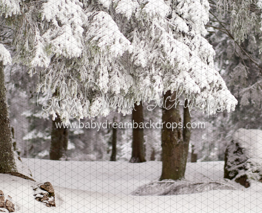 Fresh Winter Forest (CC)