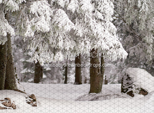 Fresh Winter Forest (CC)