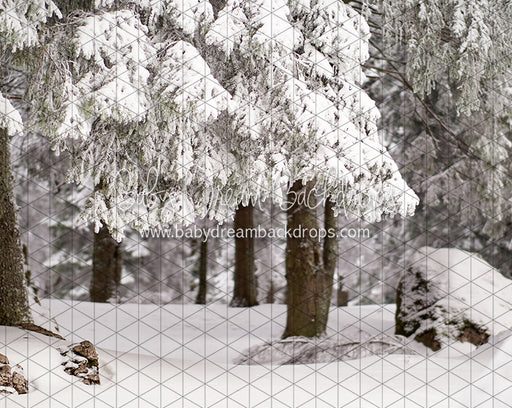 Fresh Winter Forest (CC)