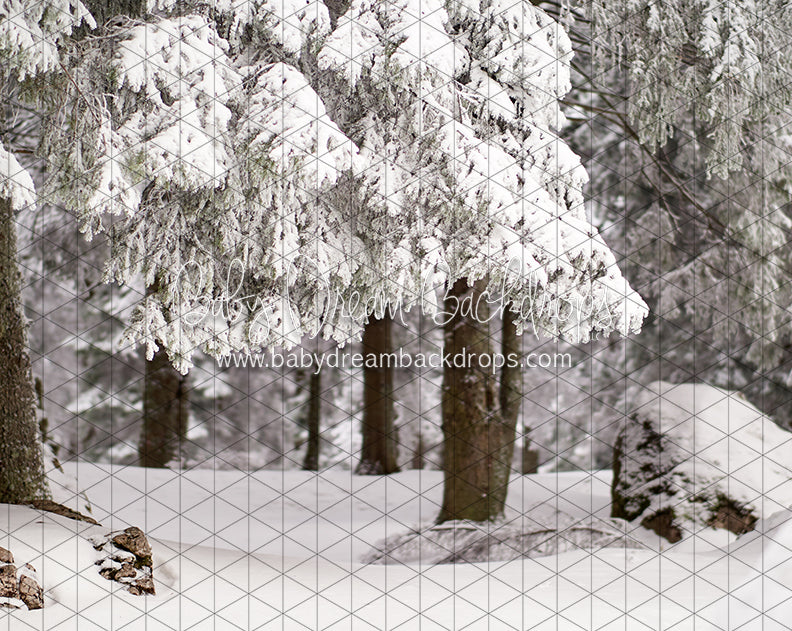 Fresh Winter Forest (CC)