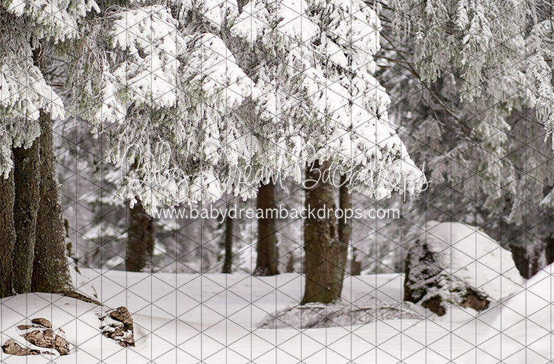 Fresh Winter Forest (CC)