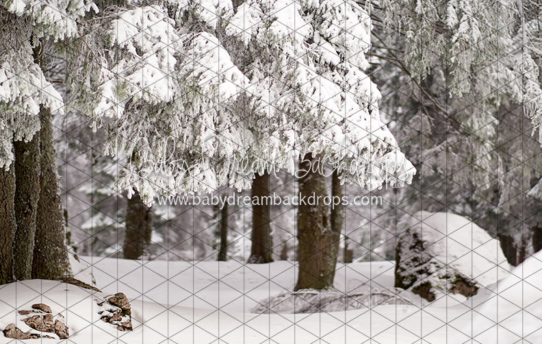 Fresh Winter Forest (CC)