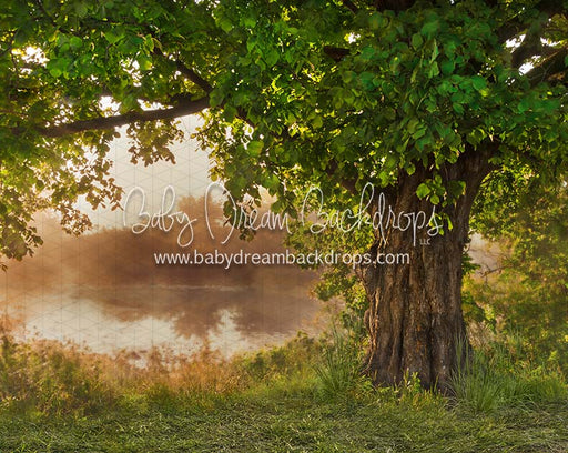 Front Yard Fairytale