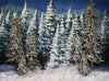 Frosted Forest - 6x8 - JA  