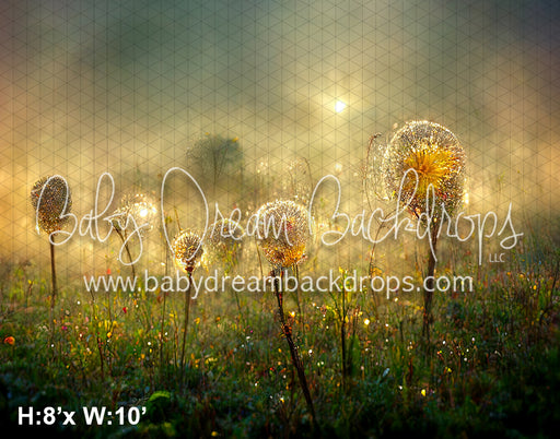 Glowing Dandelions (SM)