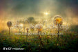 Glowing Dandelions (SM)