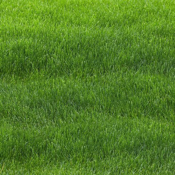 Grass Floor