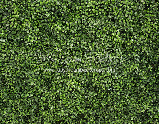 Great Greens - 8x10 - CC 
