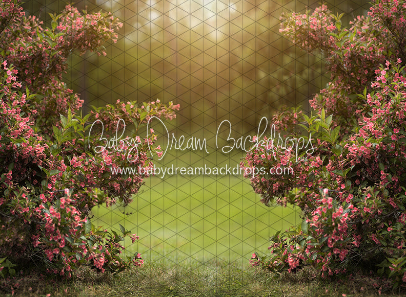 Happy Hedges Pink  (CC)