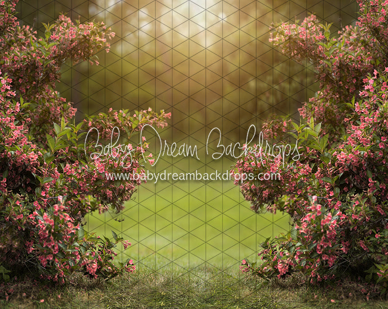 Happy Hedges Pink  (CC)